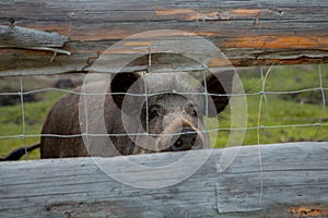 Family Group of Wart Hogs Grazing Eating Grass Food Together