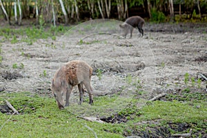 Family Group of Wart Hogs Grazing Eating Grass Food Together