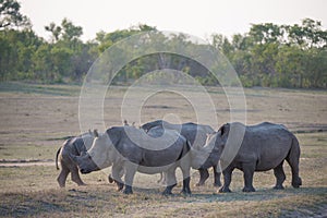 A family group of white rhinos gathered together.