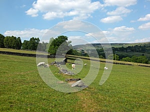 Family group of white sheep grazing in a field in spring in west yorkshire countryside