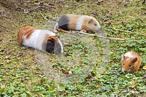 family of guinea pigs eat greens in the wild.