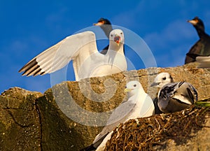 Family of gulls (kittiwakes)