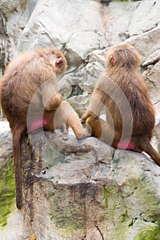 Family of Hamadryas Baboon in a cave in a park in Singapore