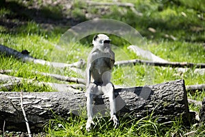Family Hanuman Langur, Semnopithecus entellus in India is worshiped
