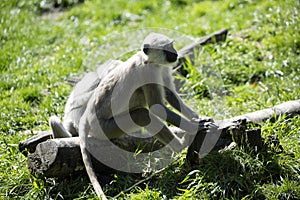 Family Hanuman Langur, Semnopithecus entellus in India is worshiped