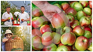 Family Harvesting Apples Photo Collage