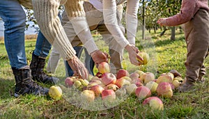 Family Harvesting Apples on Sunny Day