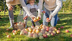 Family Harvesting Apples on Sunny Day