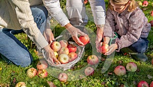 Family Harvesting Apples on Sunny Day