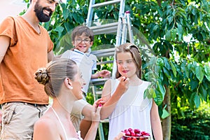 Family harvesting cherries in garden photo