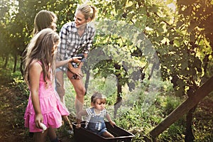 Family harvesting grapes in vineyard