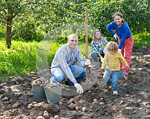 Family harvesting potatoes in field