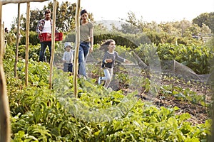 Family Harvesting Produce From Allotment Together