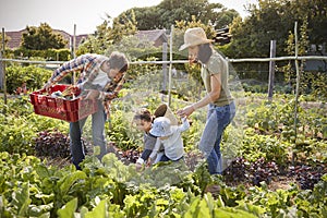 Family Harvesting Produce From Allotment Together