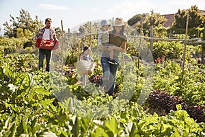 Family Harvesting Produce From Allotment Together