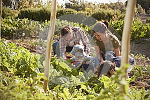 Family Harvesting Produce From Allotment Together
