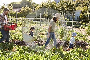 Family Harvesting Produce From Allotment Together