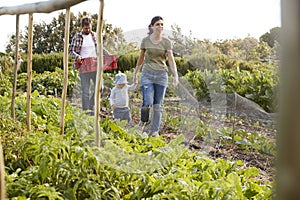 Family Harvesting Produce From Allotment Together