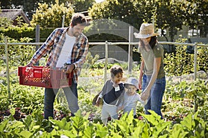 Family Harvesting Produce From Allotment Together