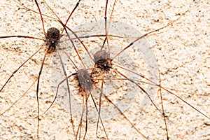Family of Harvestman spider, Hadrobunus grandis, Bandhavgarh
