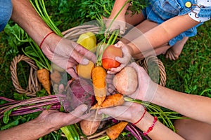 A family harvests vegetables in the garden. Selective focus.