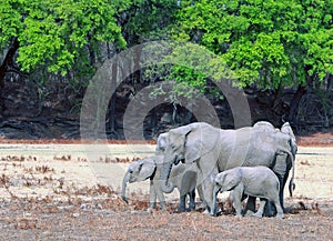 Family Herd of African Elephants standing on the dry arid plains in Mfuwe, south luangwa national park, zambia