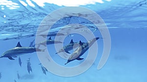 Family, a herd of dolphins on the high seas next to an anchored yacht