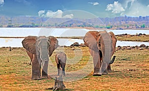 Family herd of Elephant and a small calf, standing on the shoreline of Lake Kariba, Zimbabwe
