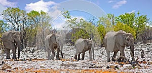 Family herd of elephants walking through the bush in Etosha National Park with nice blue sky