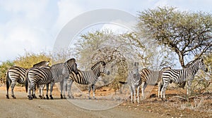 Family herd of zebra standing together in a road in Kruger National Park, South Africa