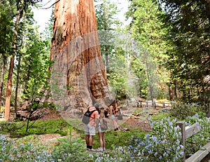 Family on hiking trip exploring sequoia trees. photo