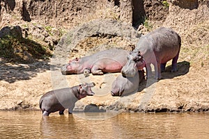 Family of Hippopotamuses