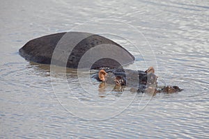 Family of hippos resting in water on a hot day