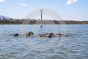 Family of hippos soak underwater in Lake Naivasha, Kenya
