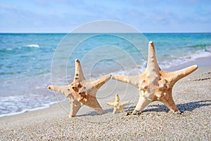 Family holiday concept - sea-stars walking on sand beach against