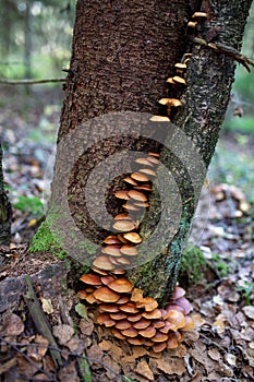 A family of honey agarics growing on a tree trunk forest photography.