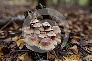 A family of honey agarics growing on a tree trunk forest photography.