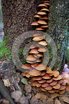 A family of honey agarics growing on a tree trunk forest photography.