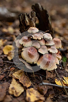 A family of honey agarics growing on a tree trunk forest photography.