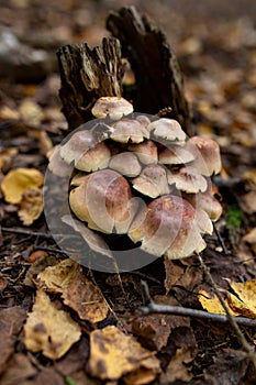 A family of honey agarics growing on a tree trunk forest photography.