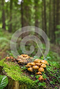 Family Honey fungus