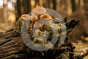 Family of honey mushrooms growing on large rotten stump in autumn forest in moss near trees. Nature, picking mushrooms