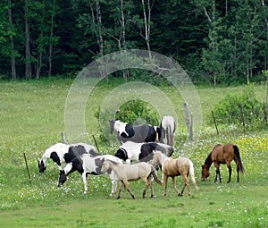 Family of horses