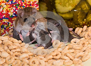 A family of house mice in a well stocked kitchen cabinet.