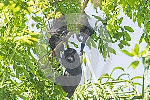 A Family of Howler Monkeys in the Rainforest Trees