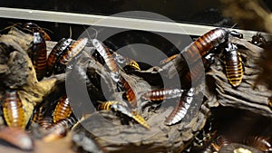 A family of huge cockroaches on a tree