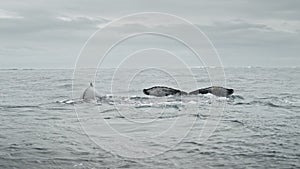 Family of humpback whales swims on ocean water surface. Marine animals in Antarctica wildlife