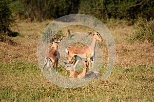 Family of Impala bucks resting in the tall grass