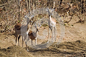Family of Impala in the riverbank in Kruger National park