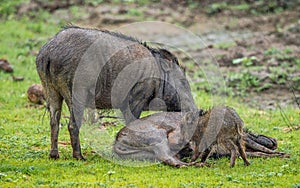 The Family of Indian boar Sus scrofa cristatus